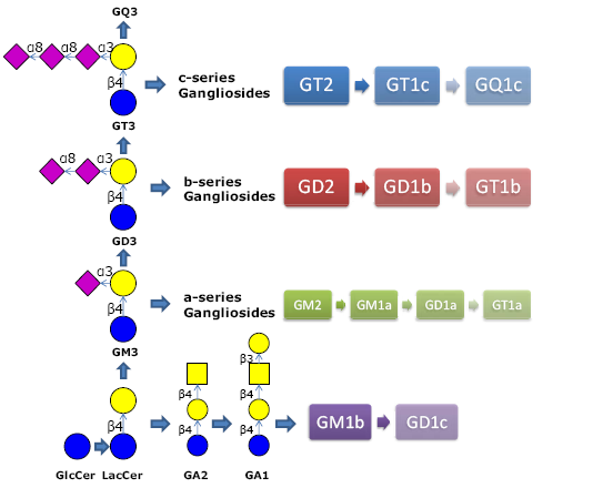 神经节苷脂类糖 GA1, aGM1 / Ganglioside sugar asialo GM1 / GA1, Galβ1-3GalNAclβ1-4Gallβ1-4Glc, C26H45NO21 ,  [75645-24-8],  货号：GLY102