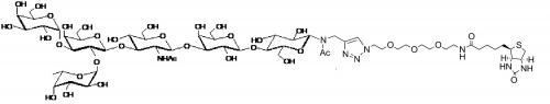 6GrB1-N-乙酰基-间隔3-生物素, 6GrB1-NAc-spacer3-Biotin,Galα1-3(Fucα1-2)Galβ1-3GlcNAcβ1-3Galβ1-4Glcβ-NAc-sp3-Biotin。货号：GLY040-1-Nac-sp3-Bt