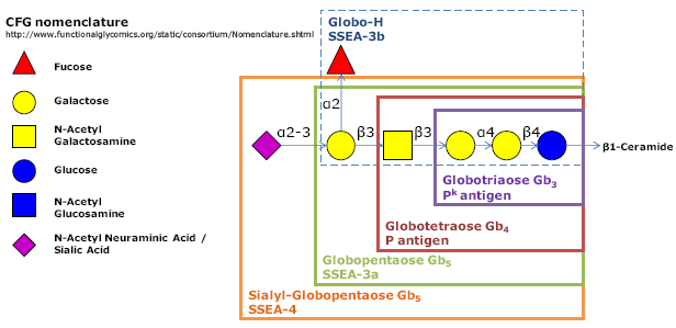 阶段特异性胚胎抗原3b, Globo-H hexaose / Stage Specific Embryonic Antigen 3b / SSEA-3b,Fucα1-2Galβ1-3GalNAcβ1-3Galα1-4Galβ1-4Glc; C38H65NO30; 货号：GLY122