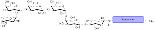 Globo六糖-β-N-乙酰基-空间构型1-胺,Globo-H Hexaose-β-N-Acetyl-spacer1-NH2 (SSEA-3b), Fucα-2Galβ1-3GalNAcβ1-3Galα-4 Galβ1-4Glcβ-NAc-spacer 1–NH2, C51H88N6O33, 货号：GLY123-NAc-sp1-NH2