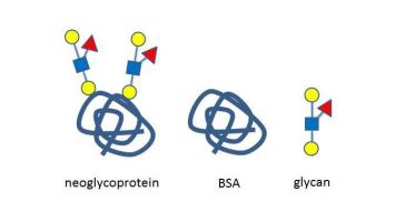 α-3半乳糖-3岩藻糖乳糖-BSA , α-3Galactosyl-3Fucosyllactose linked to BSA