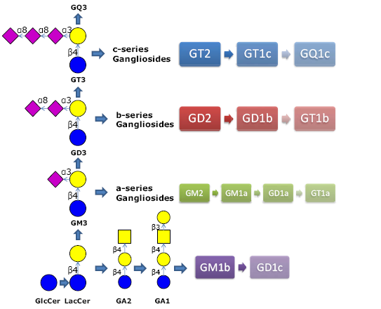 GT2神经节苷脂类糖, GT2 Ganglioside sugar